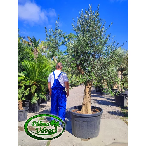 Olajfa - Olea Europaea 