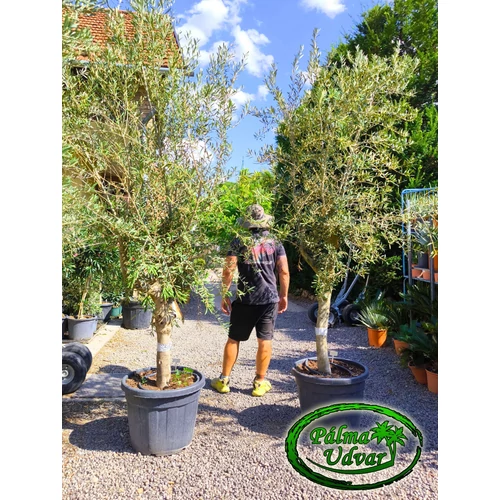 Olajfa - Olea Europaea Arbequino var. 1.