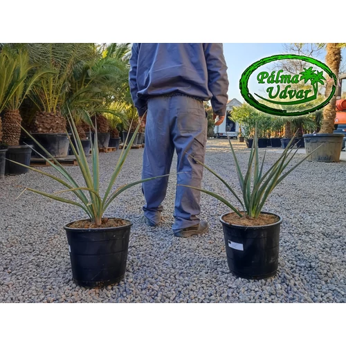 Yucca Baccata 15 liter