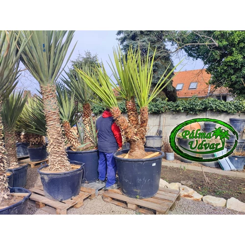 Yucca Baccata MULTI 