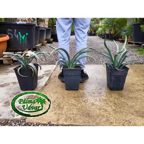 Yucca Baccata 7L