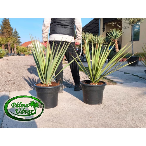 Yucca Baccata 80-90cm teljes magasság