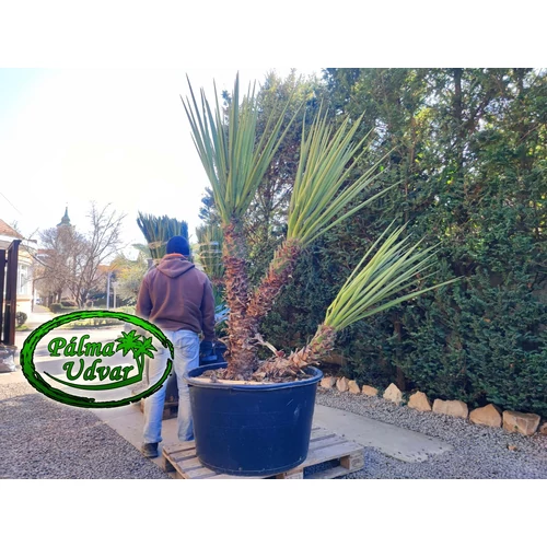 Yucca Baccata EXTRA