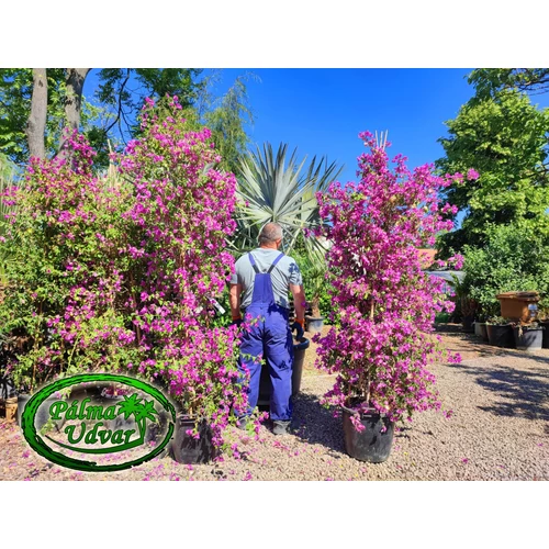  Bougainvillea - Murvafürt