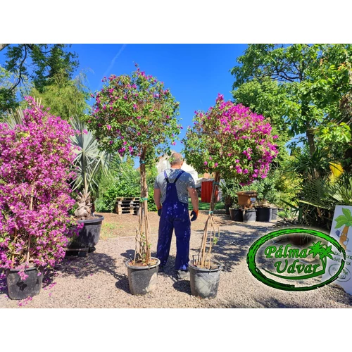  Bougainvillea - Murvafürt