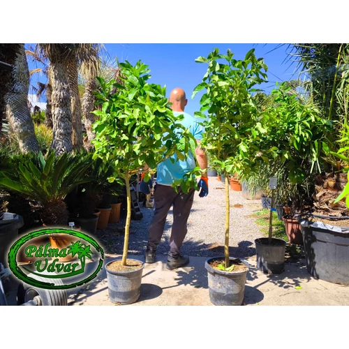 Buddha keze citrom Citrus medica var. sarcodactylis /termő/ 15L