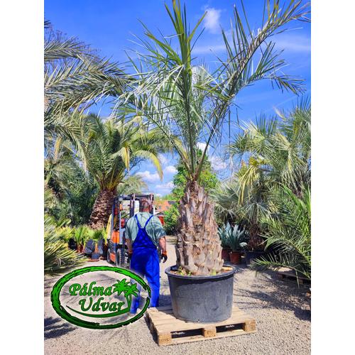 Butia Capitata 120cm törzsmagasság