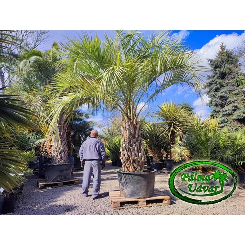 Butia Capitata 130cm törzsmagasság ÓRIÁS