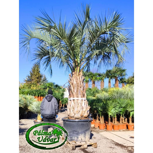 Butia Odorata Silver 180-200cm törzsmagasság ÓRIÁS