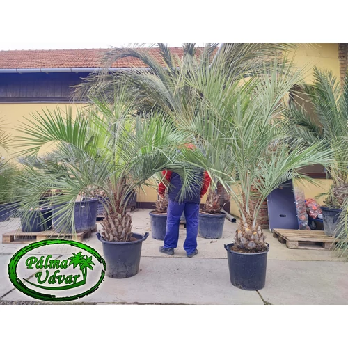 Butia Capitata 40cm törzsmagasság