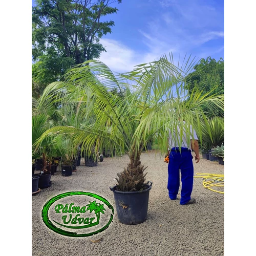 Butia Capitata 50cm törzsmagasság