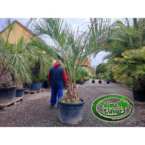Butia Capitata 60cm törzsmagasság