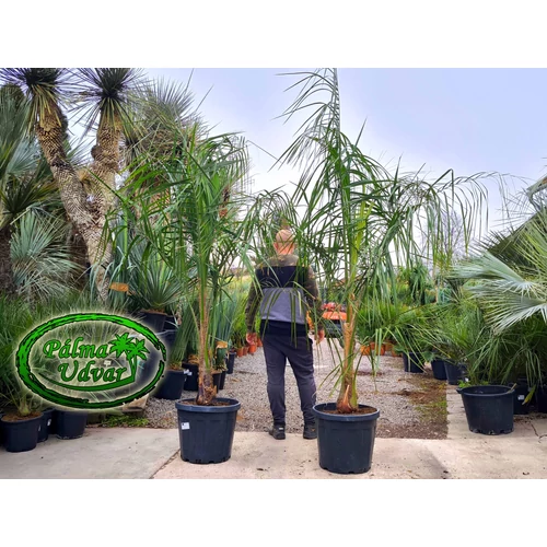 Butiagrus 200-250cm teljes magasság (Butia x Syagrus)