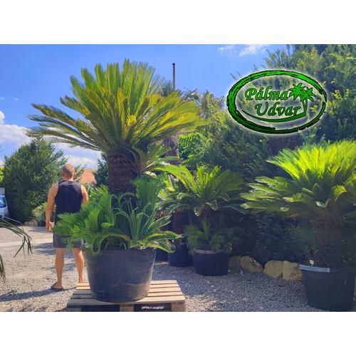 Cycas Revoluta ÓRIÁS var. 1
