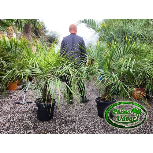 Butia Capitata 