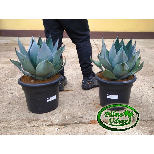 Agave Celsii Nova 45cm  Ø 