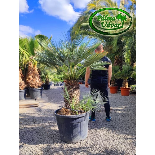 Chamaerops Humilis Cerifera  