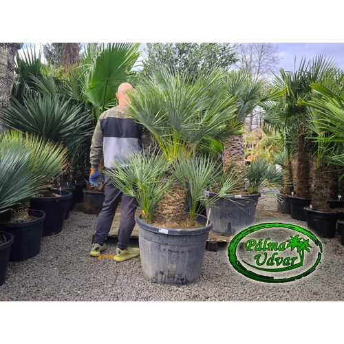 Chamaerops Humilis Cerifera  var. 6.