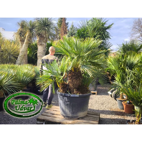 Chamaerops Humilis Cerifera  var. 4.