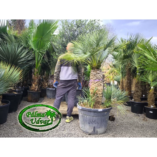 Chamaerops Humilis Cerifera  var. 3.