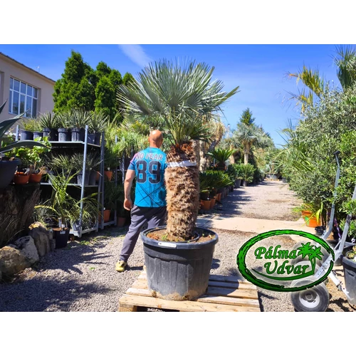 Chamaerops Humilis Cerifera  var. 5.