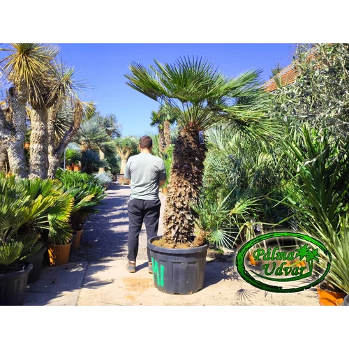 Chamaerops Humilis Cerifera  ÓRIÁS var. 1