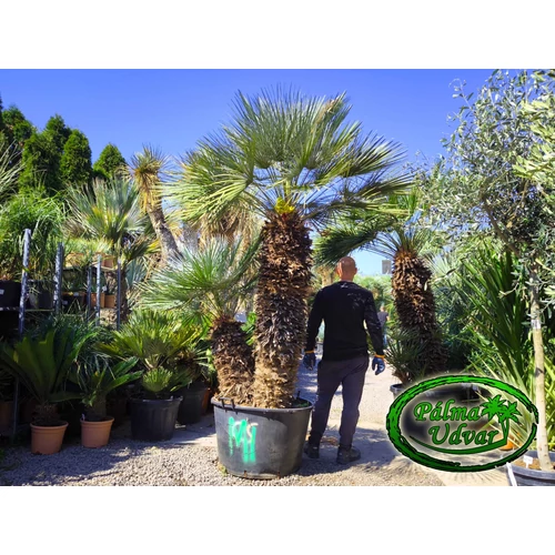 Chamaerops Humilis Cerifera  ÓRIÁS var. 2