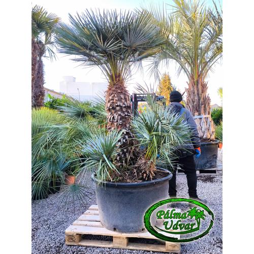 Chamaerops Humilis Cerifera  EXTRA var. 3