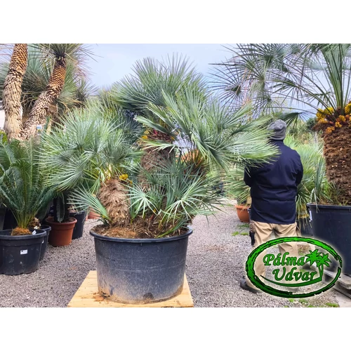 Chamaerops Humilis Cerifera  ÓRIÁS var. 4