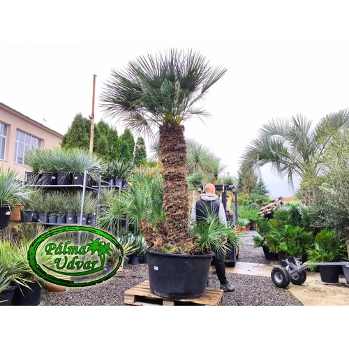 Chamaerops Humilis Cerifera  ÓRIÁS var. 9