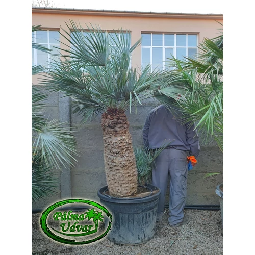 Chamaerops Humilis Cerifera  EXTRA var. 3