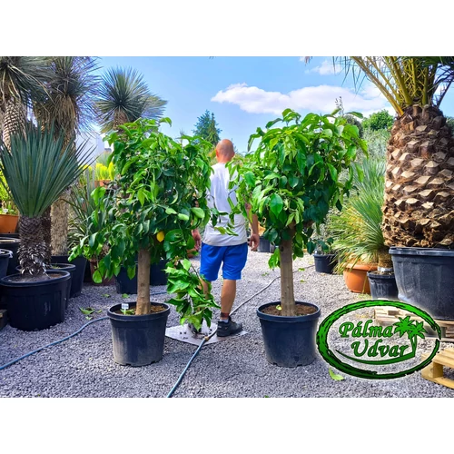 Citromfa Citrus Limon /termő/ 20-30cmtörzs átmérő