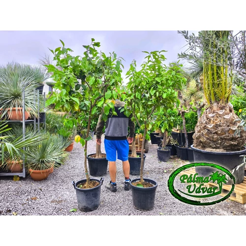 Citromfa Citrus Limon /termő/ 30L EXTRA