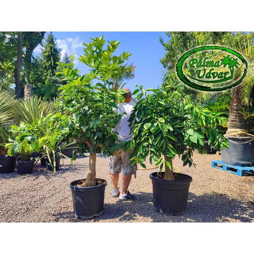 Citromfa Citrus Limon /termő/ 