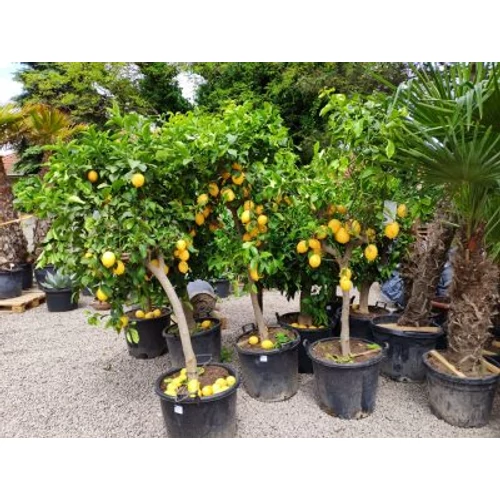 Citromfa Citrus Limon /termő/ 200cm