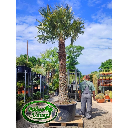 Copernicia alba törzs 220cm