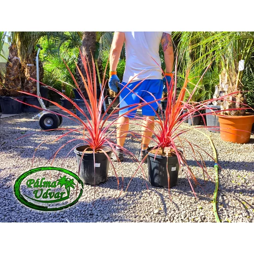 Cordyline Salsa