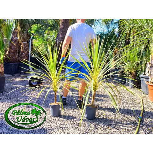 Cordyline Torbay Dazzler 3,5L