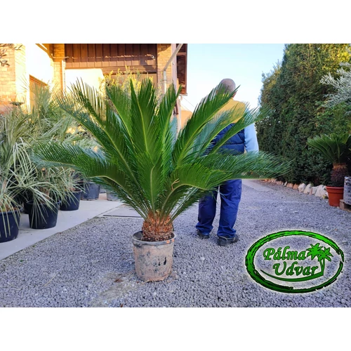 Cycas Revoluta 20L 