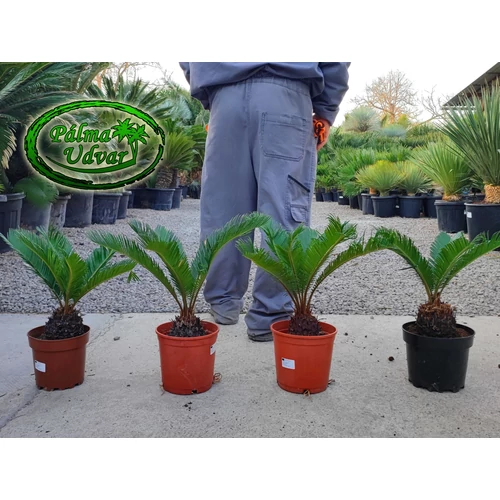 Cycas Revoluta c17