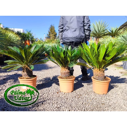 Cycas Revoluta 15-20cm törzsmagasság 