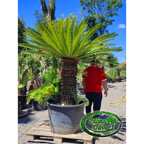 Cycas Revoluta 100cm törzsmagasság var.2.