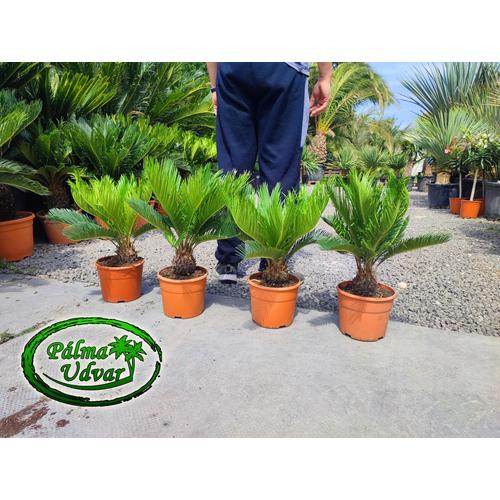 Cycas Revoluta 50-60cm teljes magasság