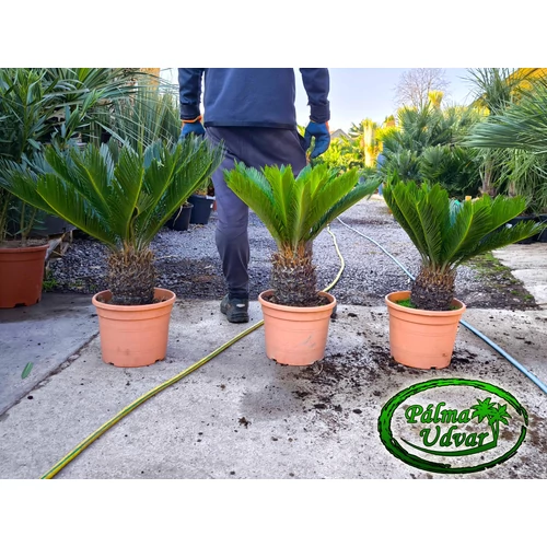 Cycas Revoluta 15-20cm törzsmagasság 