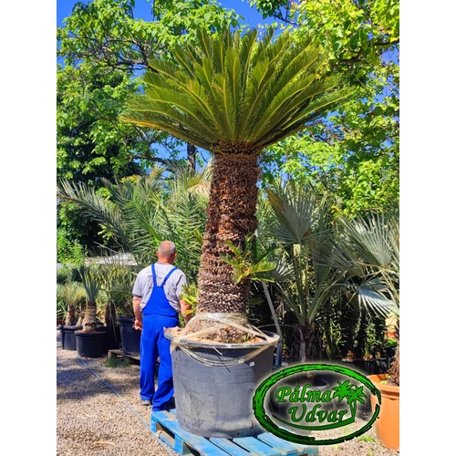 Cycas Revoluta 150cm törzsmagasság 