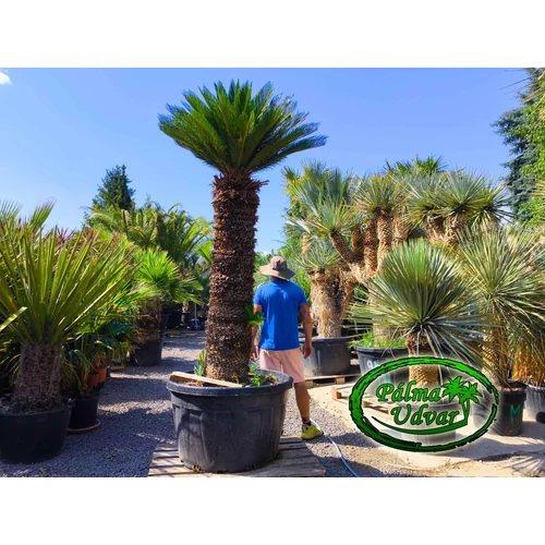 Cycas Revoluta 160cm törzsmagasság 