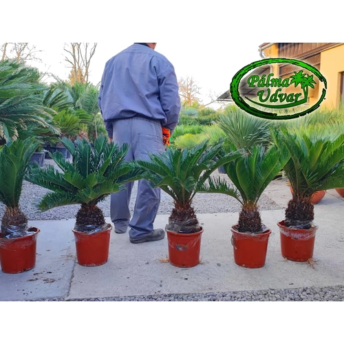Cycas Revoluta 20-25cm C22 törzsmagasság 
