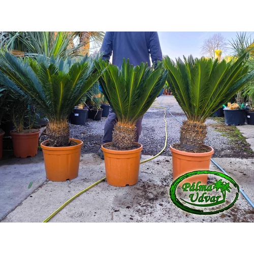 Cycas Revoluta 20-30cm törzsmagasság 