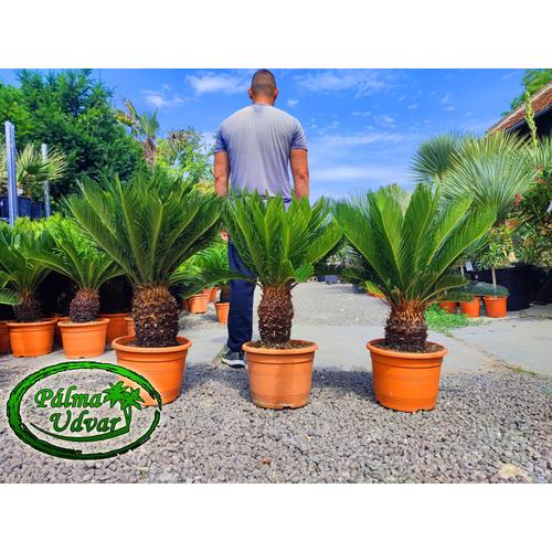 Cycas Revoluta 20-30cm törzsmagasság 
