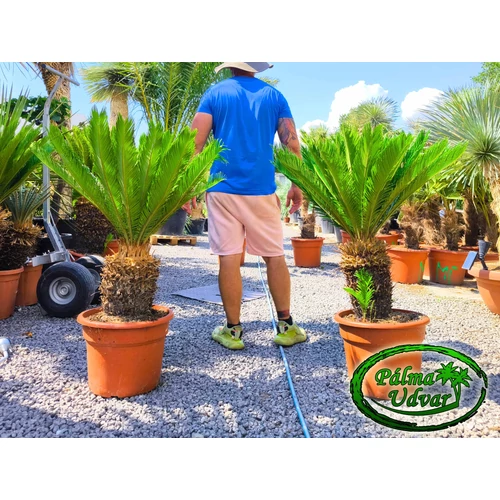 Cycas Revoluta 30-35cm törzsmagasság 